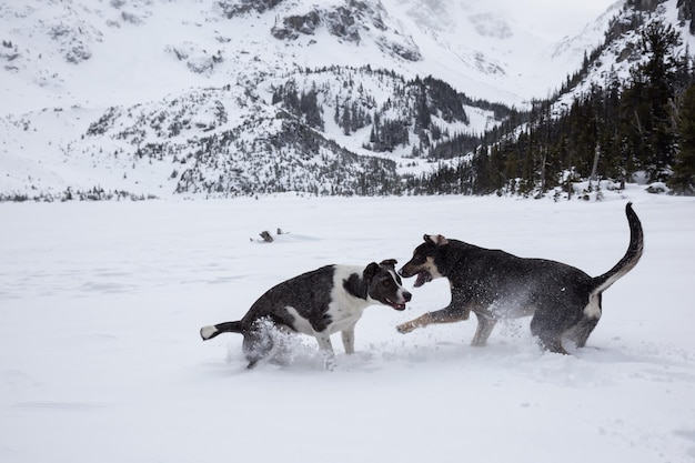 Cani che giocano insieme nella neve