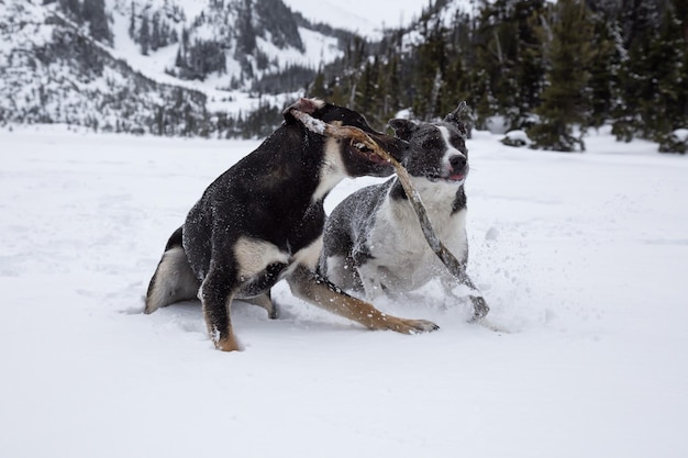 Cani che giocano insieme nella neve