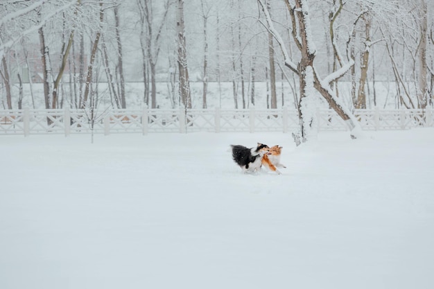 Cani che giocano nella neve