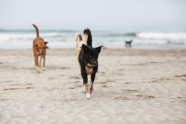 Cani che giocano sulla riva del mare