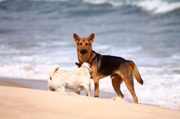 Cani che giocano sulla spiaggia