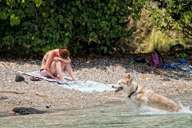 Cani che giocano sulla spiaggia