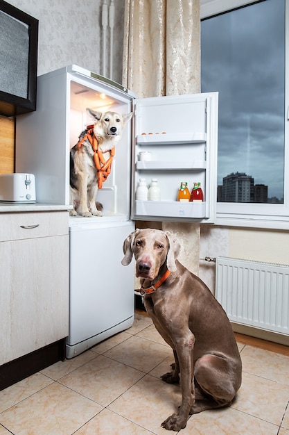 Cani che rubano cibo dal frigo insieme in cucina. Il segno sulle salsicce milky