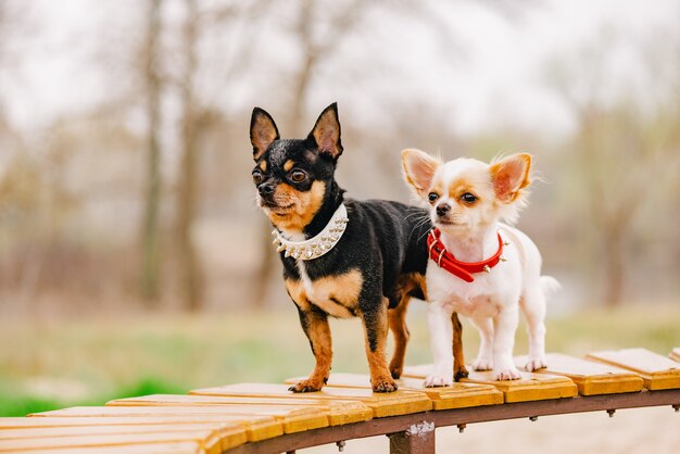 Cani con collare. Due piccoli cani della chihuahua sul banco. Simpatici animali domestici all'aperto.