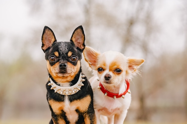 Cani con collare. Due piccoli cani della chihuahua sul banco. Simpatici animali domestici all'aperto.