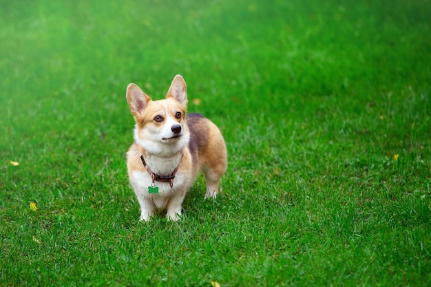 cani corgi che camminano su un prato verde giorno d'autunno