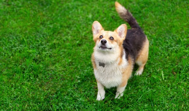 cani corgi che camminano su un prato verde giorno d'autunno