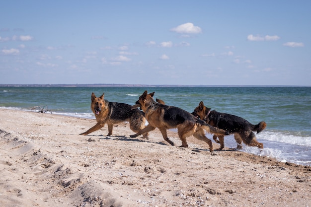 Cani da pastore tedeschi divertendosi sulla spiaggia. Vista sul mare. Animale domestico. Animale domestico. Estate.