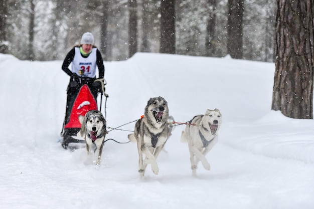 Cani da slitta husky che tirano musher sulla slitta