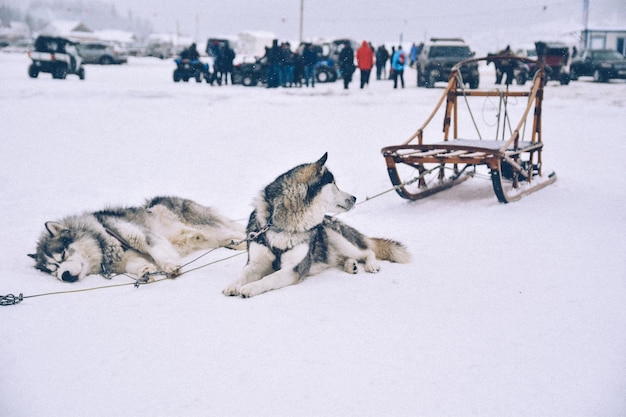 Cani da slitta in inverno