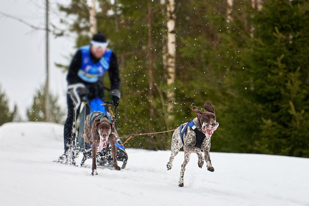 Cani da slitta invernali da corsa in montagna