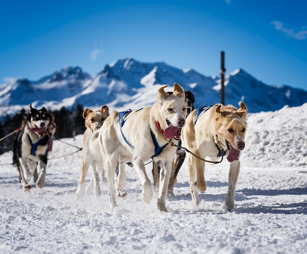 Cani da slitta nelle corse veloci