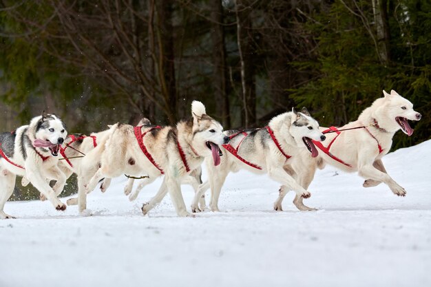 Cani da slitta tirando musher sulla slitta