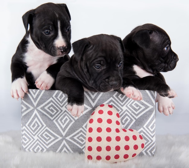 Cani di American Staffordshire Terrier in bianco e nero o cuccioli di AmStaff su sfondo bianco