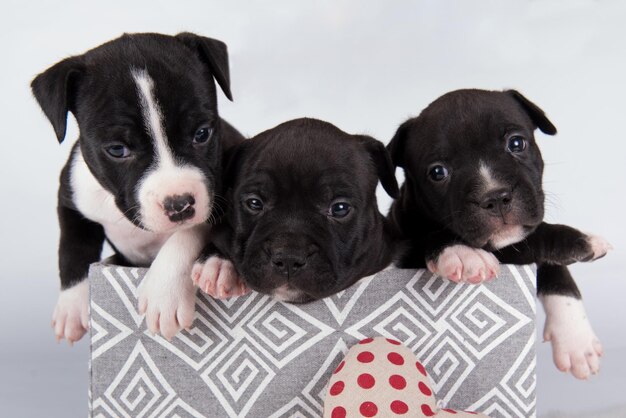 Cani di American Staffordshire Terrier in bianco e nero o cuccioli di AmStaff su sfondo bianco