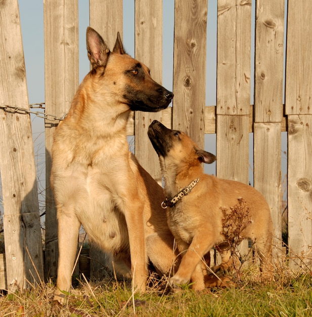 Cani di madre e cucciolo