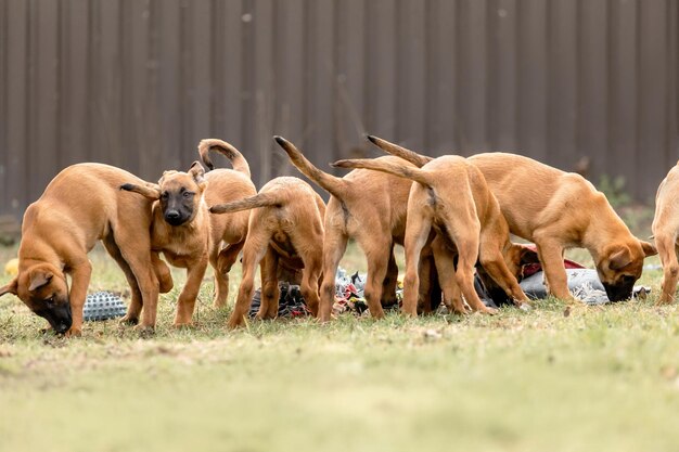 Cani di pastore belga Malinois Cani di lavoro Cani piccoli e carini che giocano all'aperto