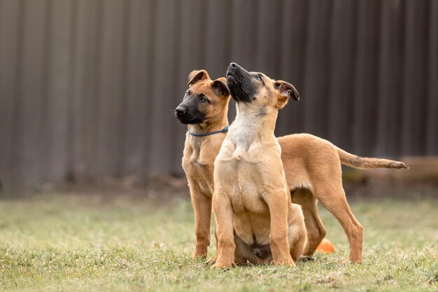 Cani di pastore belga Malinois Cani di lavoro Cani piccoli e carini che giocano all'aperto