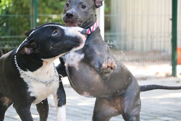 Cani di pitbull e bull terrier che giocano accanto alla piscina.