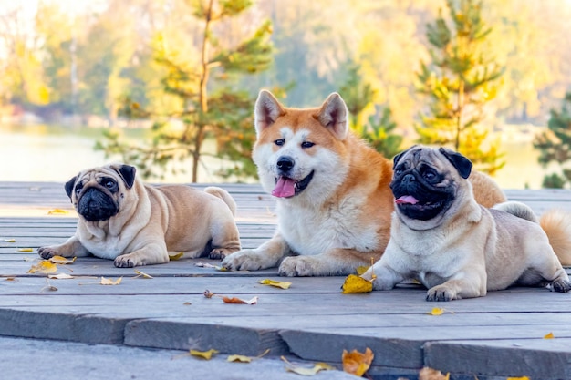 Cani di razza Akita e pug nel parco su una pedana di legno vicino al lago in un clima autunnale soleggiato
