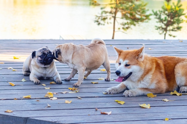 Cani di razza Akita e pug nel parco su una pedana di legno vicino al lago in un clima autunnale soleggiato