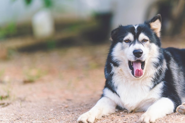 Cani di razza mista che sbadigliano al piano terra. Copia spazio.