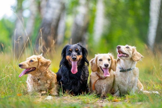 Cani divertenti che posano e si guardano intorno. Animali domestici gioiosi in piedi con il muso aperto nella foresta verde.