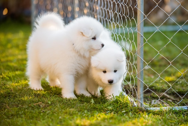 Cani divertenti e soffici cuccioli di Samoiedo stanno giocando