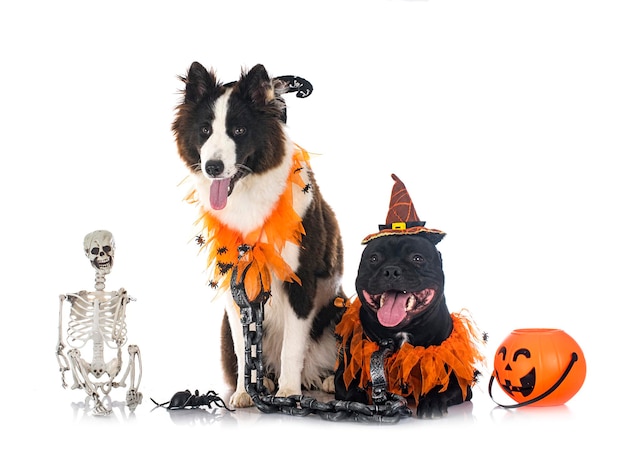 cani e halloween davanti a sfondo bianco
