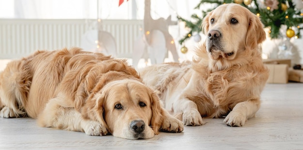 Cani Golden Retriever nel periodo natalizio