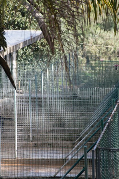 Cani grandi e piccoli in una pensione per animali o in un canile