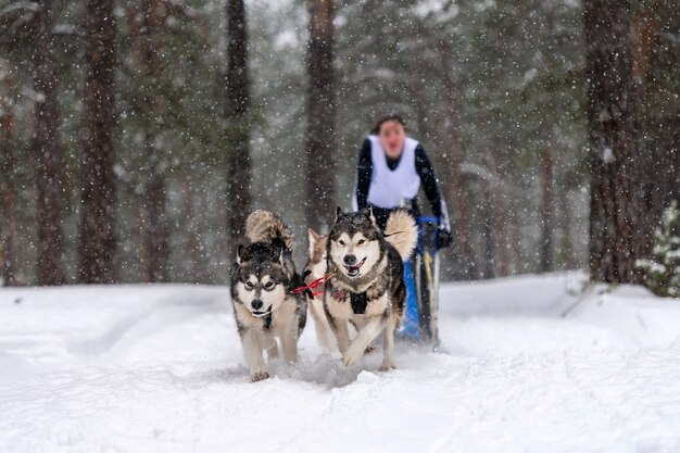 Cani husky che tirano la slitta con musher