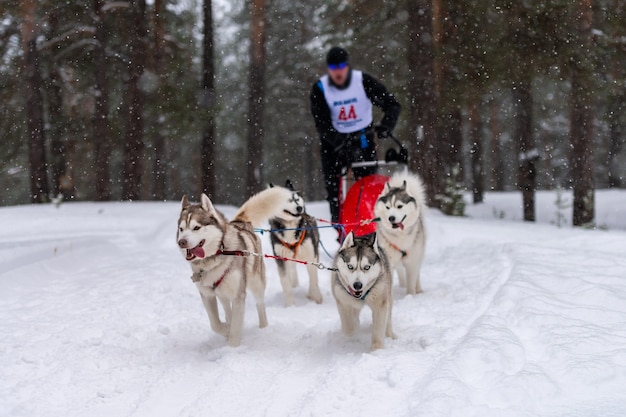 Cani husky che tirano la slitta con musher