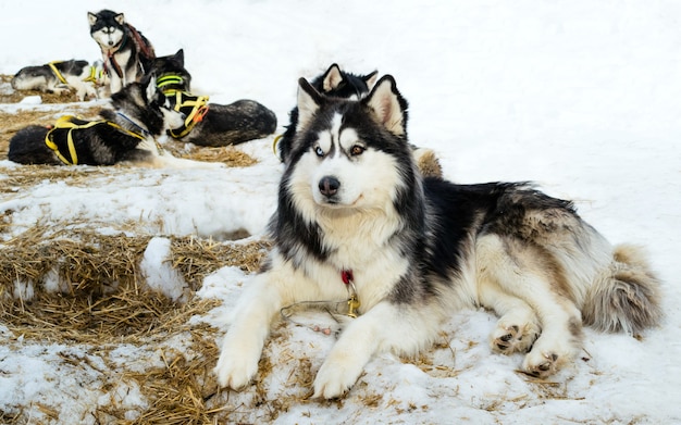 Cani husky siberiani che si rilassano sulla neve