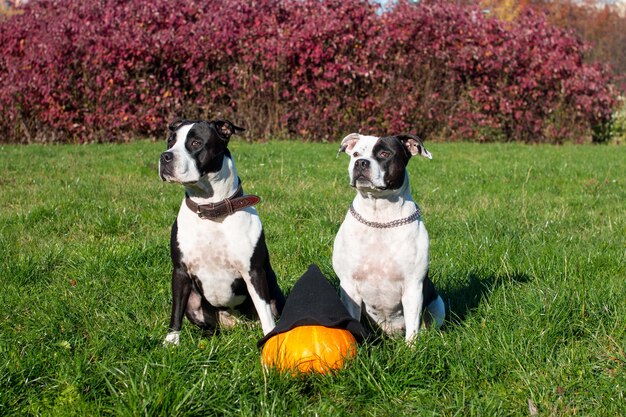 Cani in cappelli da strega con una zucca su uno sfondo di foglie gialle Celebrazione di Halloween