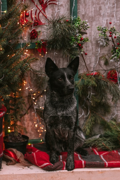 Cani in decorazioni natalizie