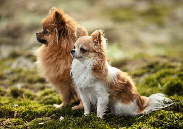 Cani in natura