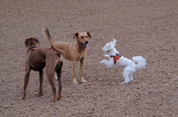 Cani in piedi sul campo