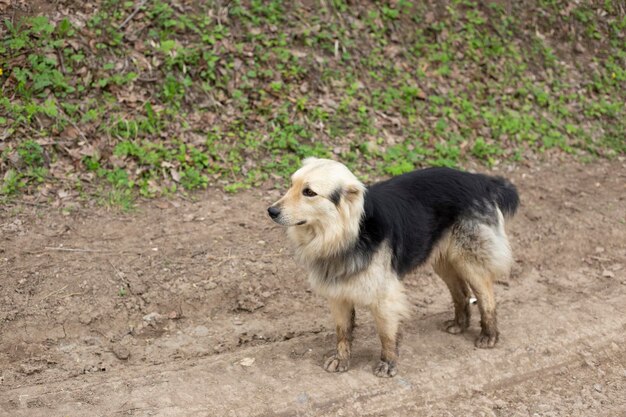 Cani in piedi sulle stradeCane in piedi nella foresta al mattino