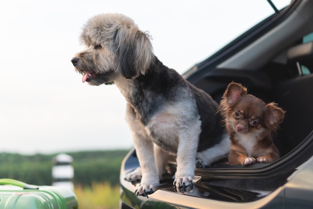 Cani misti adorabili e felici della chihuahua e della razza che si siedono in automobile aperta del tronco.