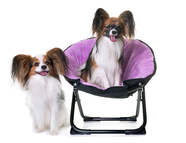 cani papillon in poltrona