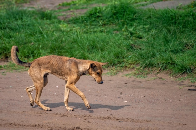 Cani per strada nelle zone rurali del Sud America