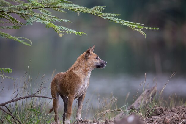 Cani randagi bagnati nel parco