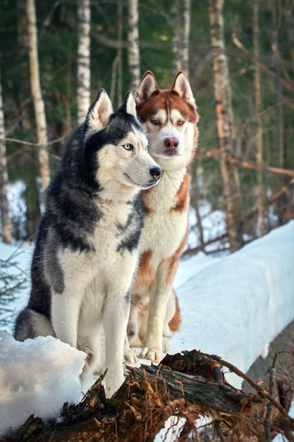 Cani Siberian Huskies sulla passeggiata nella foresta d'inverno