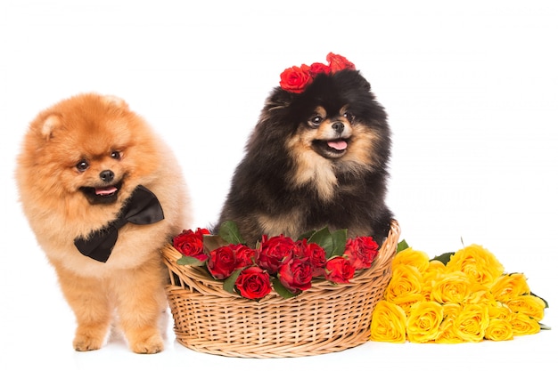 Cani Spitz nel cestino con fiori