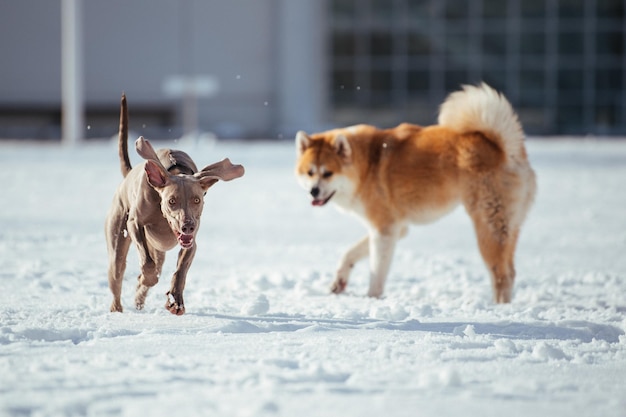 Cani su un terreno coperto di neve