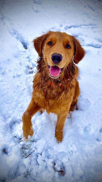 Cani sul campo coperto di neve