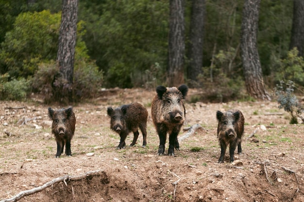 Cani sul campo
