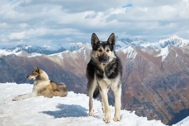 Cani sulla neve in montagna, cani che riposano al sole in montagna