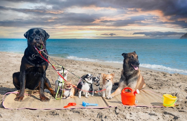 cani sulla spiaggia